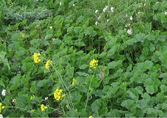 fiori in vigneto - Brassicacea